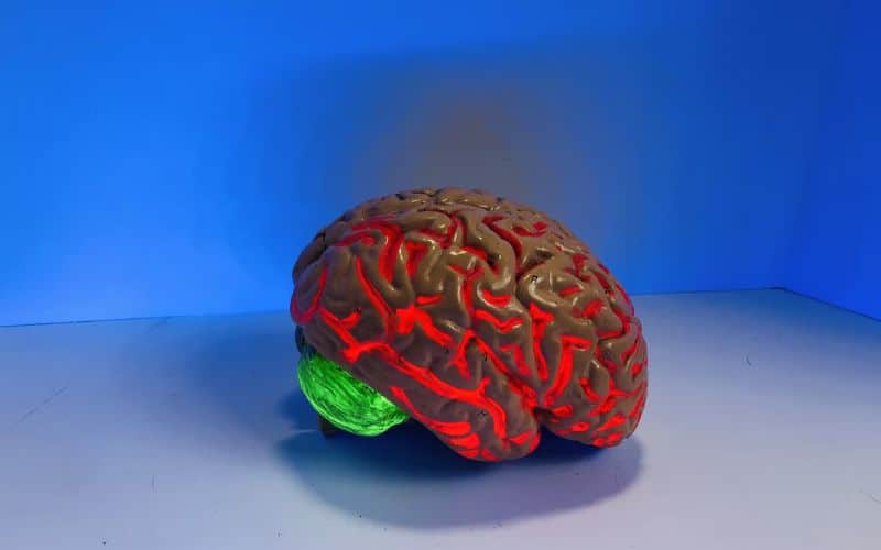 Neurofeedback, showing a brain